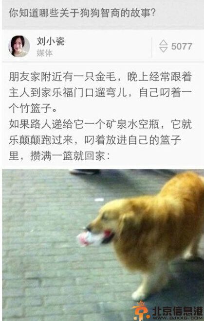 搞笑图片关于狗狗的智商<a href='http://www.bjxxg.cn/beijing/gushi/' target='_blank'><u>故事</u></a> 表示好想拐回家