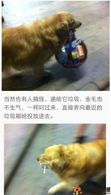 搞笑图片关于狗狗的智商故事 表示好想拐回家