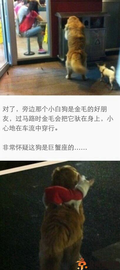 搞笑图片关于狗狗的智商故事 表示好想拐回家