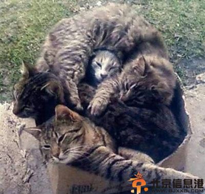 搞笑图片傲娇的喵星人 喵星人的世界里不懂