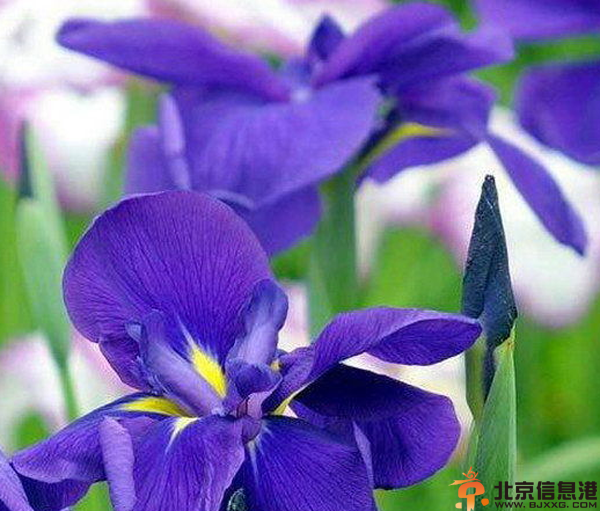 紫罗兰的养殖方法 教你怎样养紫罗兰