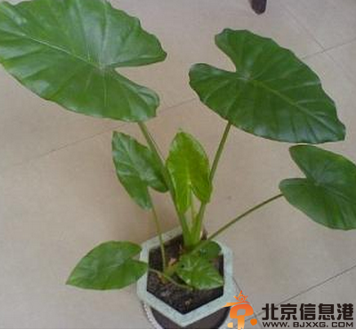 滴水观音怎么养 分享4种滴水观音养殖方法