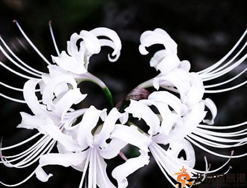 彼岸花的花语是什么 分享彼岸花的美丽传说