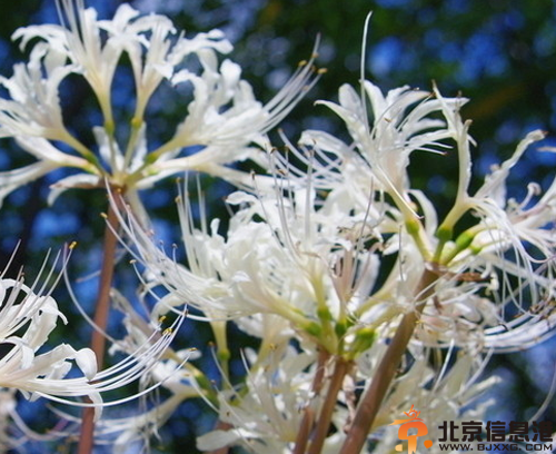 彼岸花的花语是什么 分享彼岸花的美丽传说