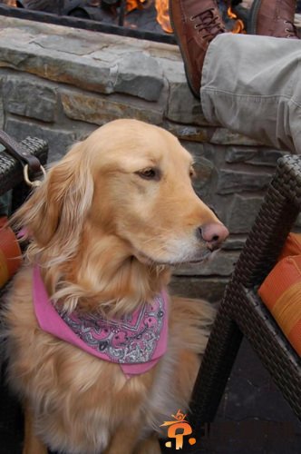 金毛猎犬走失两年仍原地等主人后终得团聚（图）