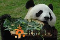 赠澳大熊猫“心心”肾衰竭病逝 内地专家称罕见 