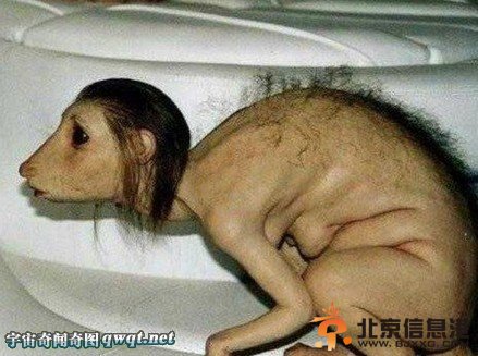 千年成妖动物疯传“巨大生灵怪物吓坏你【组图】
