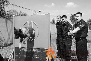 由于动物的天性，在大人流量和嘈杂的地方很容易产生畏惧情绪，降低工作能力，公交总队警犬工作大队针对这种情况，对专项警犬进行了上千次训练。