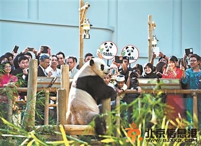 赴马来西亚大熊猫与游人见面
