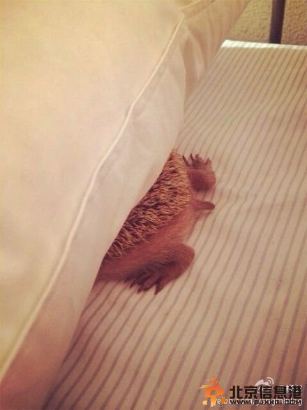 杨幂晒和卡耐基萌照网友求晒小糯米