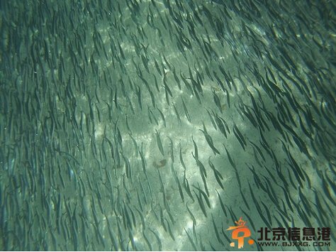 凤尾鱼群惊现美国圣地亚哥海岸 神秘去向成谜