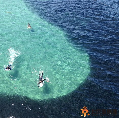 凤尾鱼群惊现美国圣地亚哥海岸 神秘去向成谜