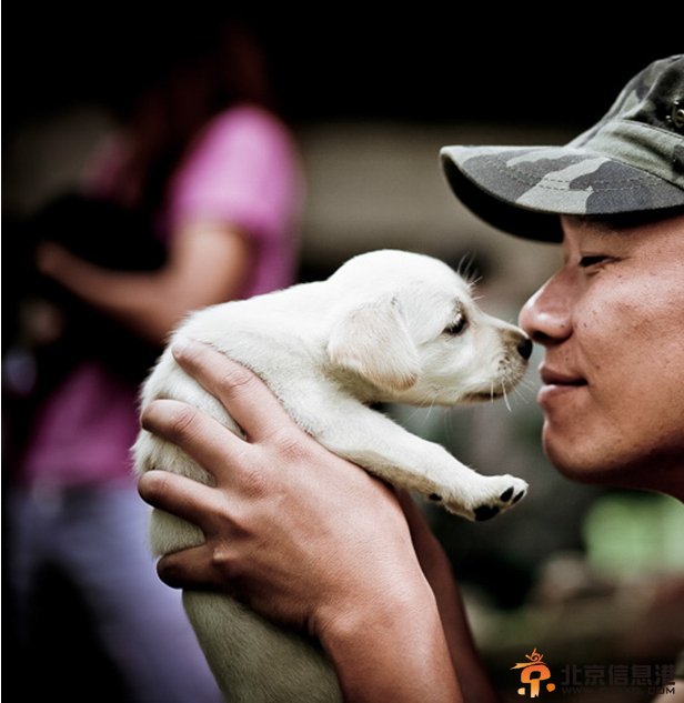 《神犬奇兵》号召勿食狗肉 公益广告引发热议