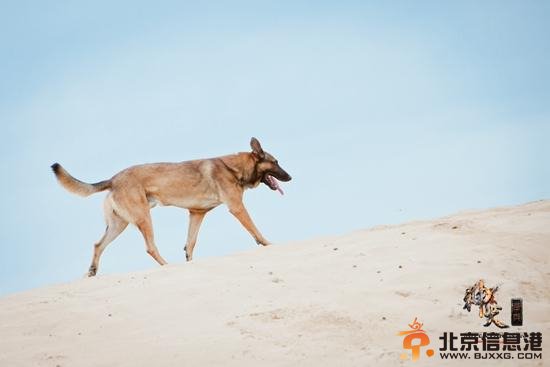 《神犬奇兵》将登湖南卫视 萌宠上阵PK暑期档神剧