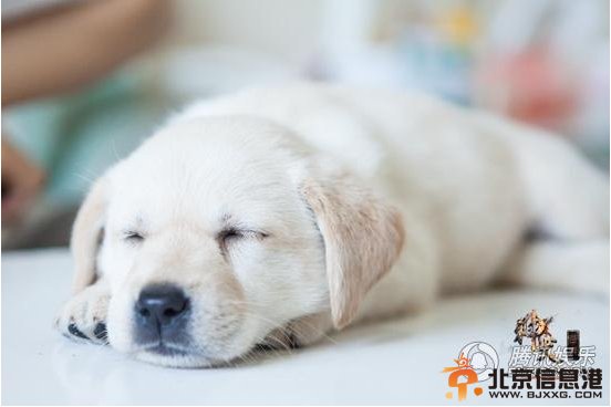 神犬奇兵：“萌犬”变“猛犬”