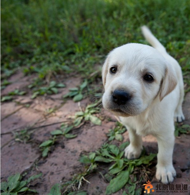 《神犬奇兵》斗狗剧情太虐心 观众吐槽不道德