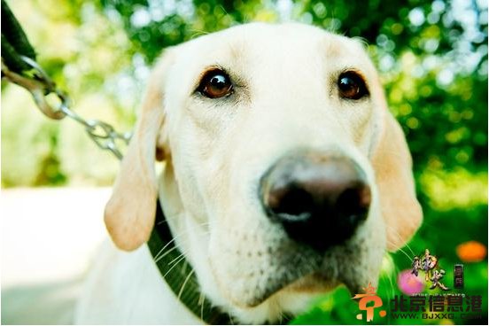 《神犬奇兵》付志宏扮演者张永健诠释人犬情