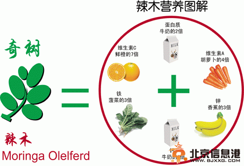 卡斯特罗曾用辣木叶拌的沙拉款待习近平 