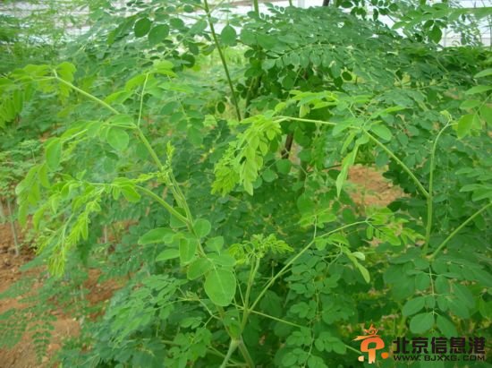 卡斯特罗曾用辣木叶拌的沙拉款待习近平 