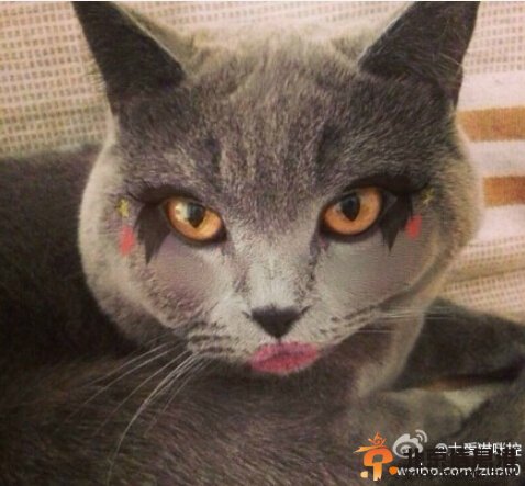 中国好声音陈冰喜欢喵星人？高清图