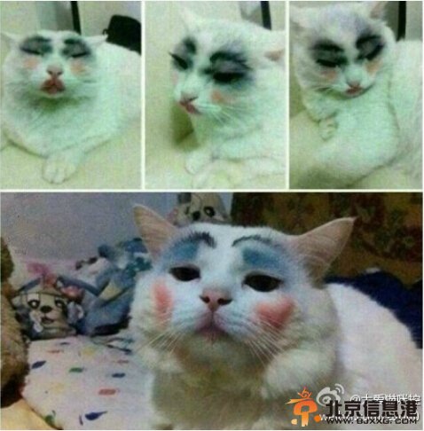 中国好声音陈冰喜欢喵星人？高清图