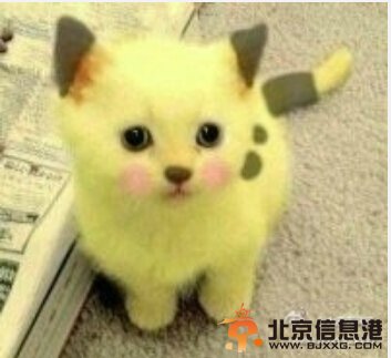 中国好声音陈冰喜欢喵星人？高清图