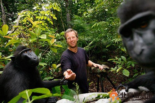 印尼猴子自拍上瘾爱摆姿势 猴子自拍照陷版权纠纷