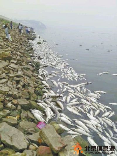 据了解，死鱼有网箱中养的鱼，也有野生鱼。网友图片