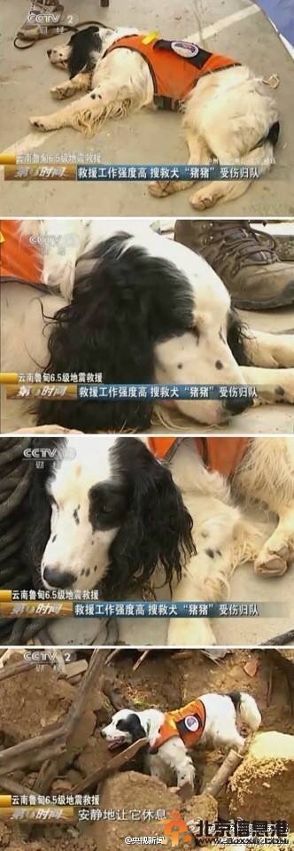 震区搜救犬连续4天高强度工作累倒(图)