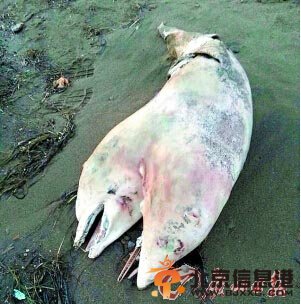 海滩惊现双头海豚尸体 2头共用1个身体