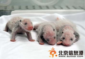 广州成功繁育全球首例存活的大熊猫三胞胎
