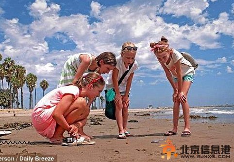 数十亿神秘生物帆水母惊现美国海滩 称之为“随风而来的水手”