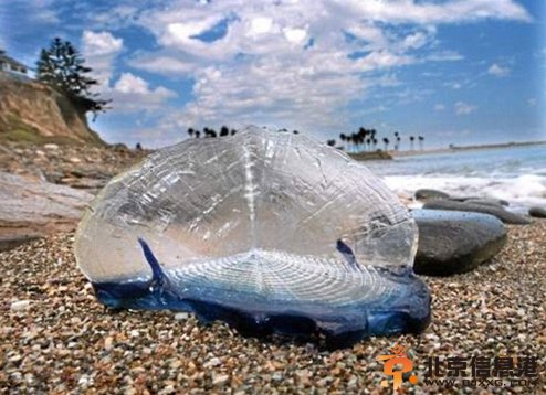 数十亿神秘生物帆水母惊现美国海滩 称之为“随风而来的水手”