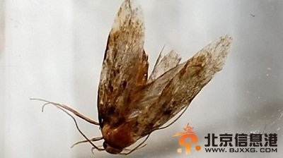 飞蛾钻进耳道内 男子强忍3天后前往医院取出(图)