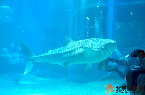 日本一水族馆展出鲸鲨 身长近5米重约一吨(图)
