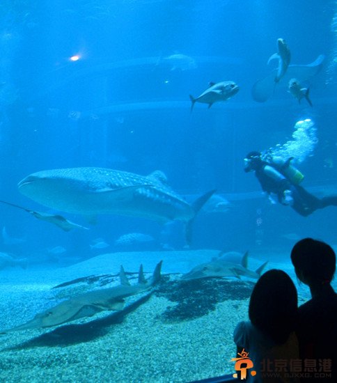 日本一水族馆展出鲸鲨 身长近5米重约一吨(图)
