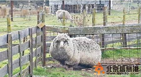 绵羊多年未剪毛 身上羊毛重20公斤遮住眼睛(图) 