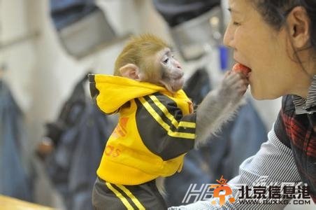 日本石猴8800元一只微信公然叫卖 人类把“悟空”当萌宠属违法