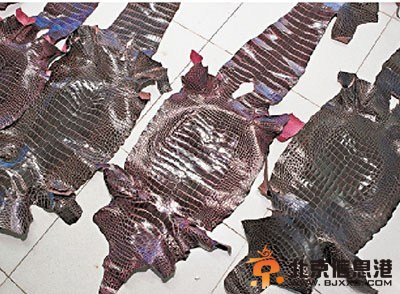 香港女子行李中藏20张完整鳄鱼皮 深圳闯关被截