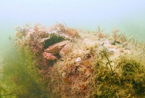 北海海底发现1万年前远古树林 生长于冰河世纪