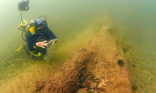北海海底发现1万年前远古树林 生长于冰河世纪