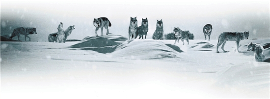 <a href='http://www.bjxxg.cn/ent/dianying/' target='_blank'><u>电影</u></a>《狼图腾》昨天提前点映 冯绍峰:小狼们吃的生肉，都是我亲手准备的