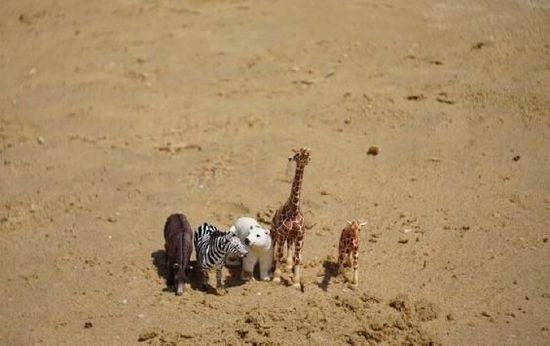 孙俪晒五只动物合照