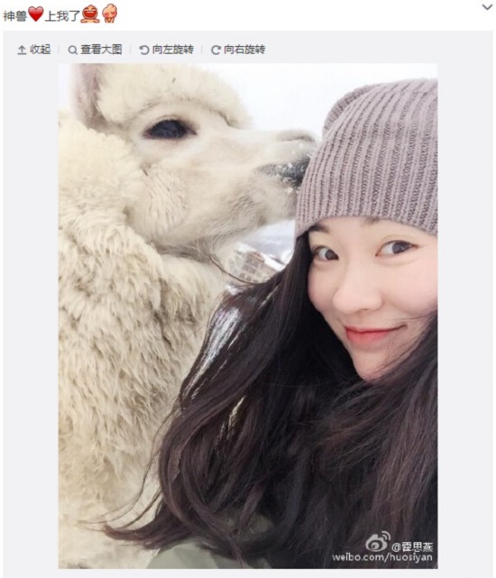 霍思燕晒与羊驼合照 调侃：神兽爱上我了【图】
