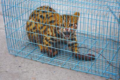 村民用捕兽夹捕获豹猫当街叫卖 被森林公安收缴