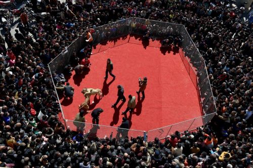 还原山西斗狗比赛现场血腥画面  暴戾凶残咬个你死我活【图】