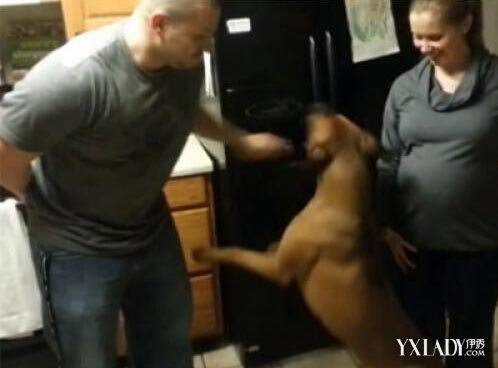 忠犬保护怀孕女主人阻止男友靠近 视频曝光史上最霸气忠犬