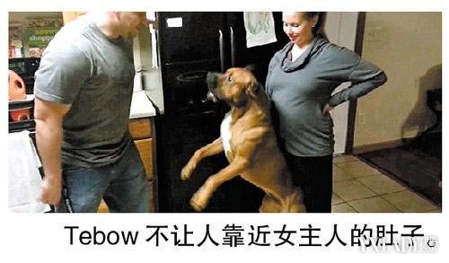 美国忠犬保护怀孕女主人 禁止一切人靠近已经怀孕的女主人
