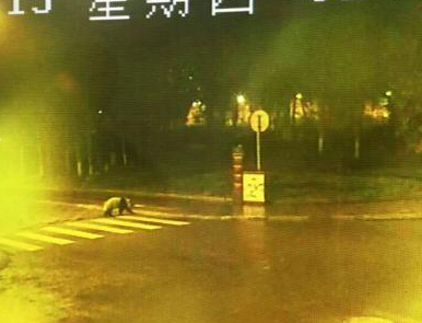 大熊猫深夜逛街 悠闲过马路走斑马线被监控拍下【组图】