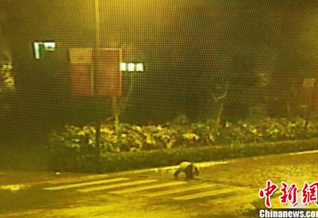 大熊猫深夜逛街 悠闲过马路走斑马线被监控拍下【组图】
